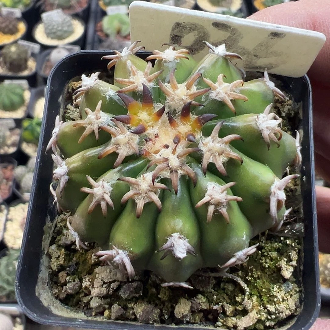 036猫爪圆盘玉实生