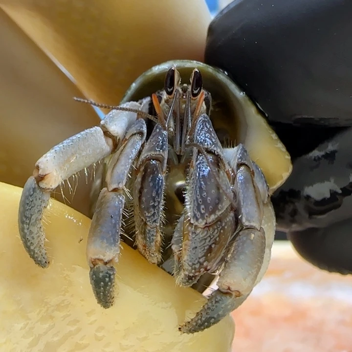 A11紫陆豆1.2cm口径