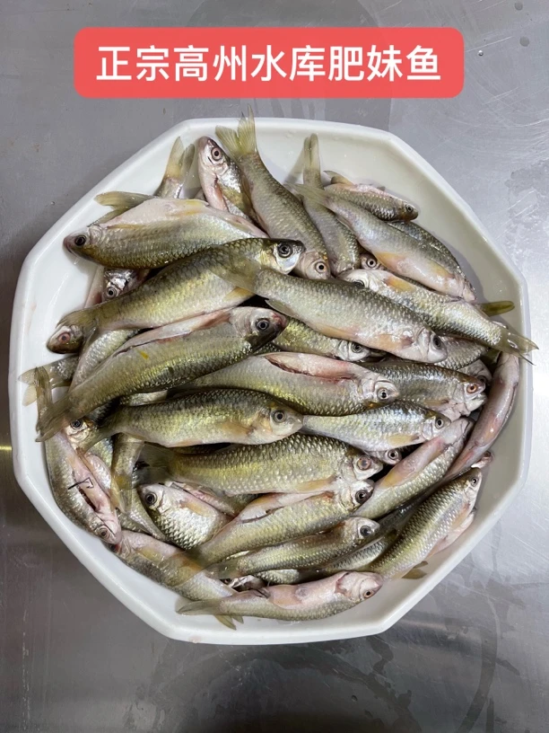 正宗高州水库肥妹鱼，肉多鲜嫩