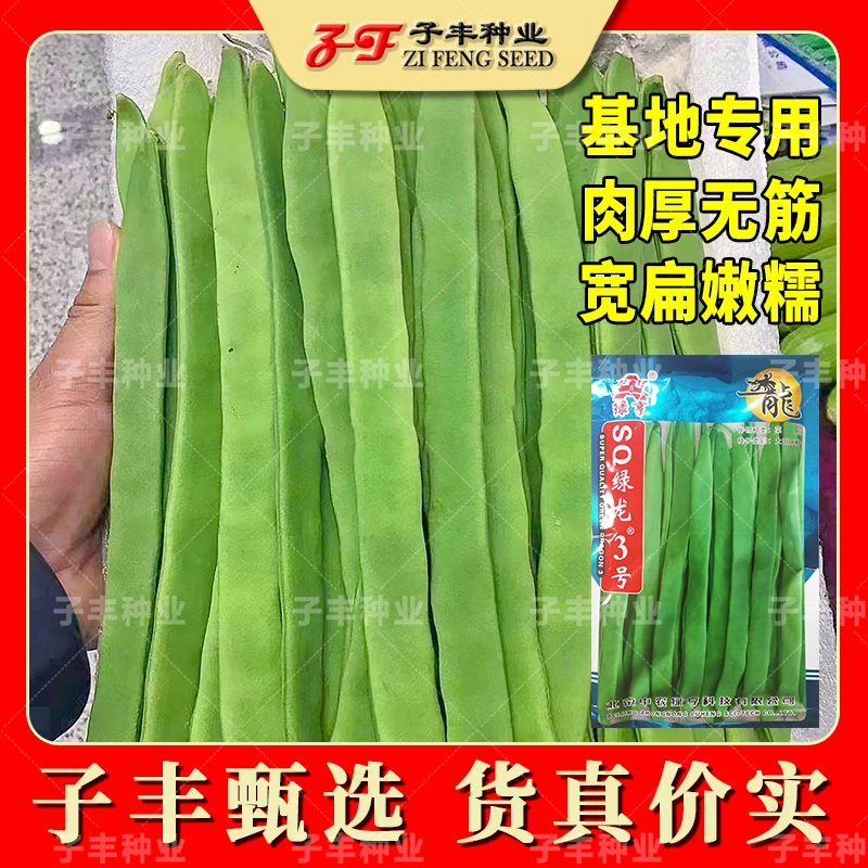 绿亨绿龙3号春季秋季无筋架豆扁豆种子四季芸豆菜豆种孑豆角种籽