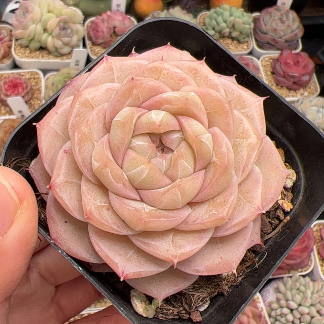 ****309 多肉植物组合