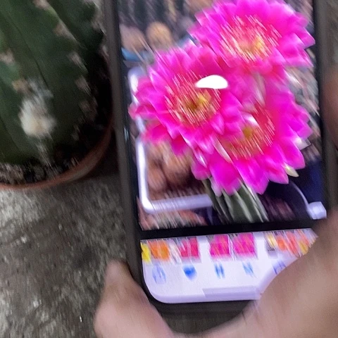 阿娥特娜丽花。2579900