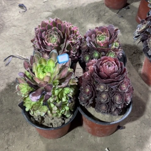 864多肉植物组合