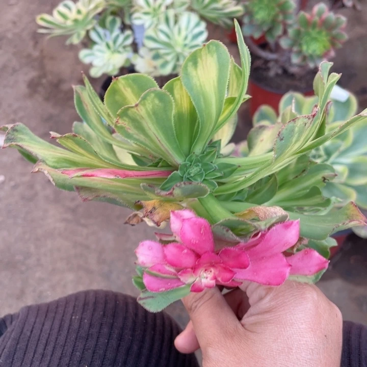 675知否无根多肉113446789