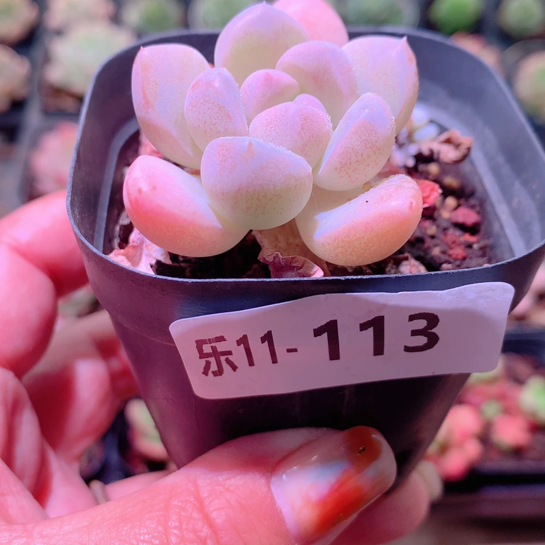 乐然11-113 奶糖单头