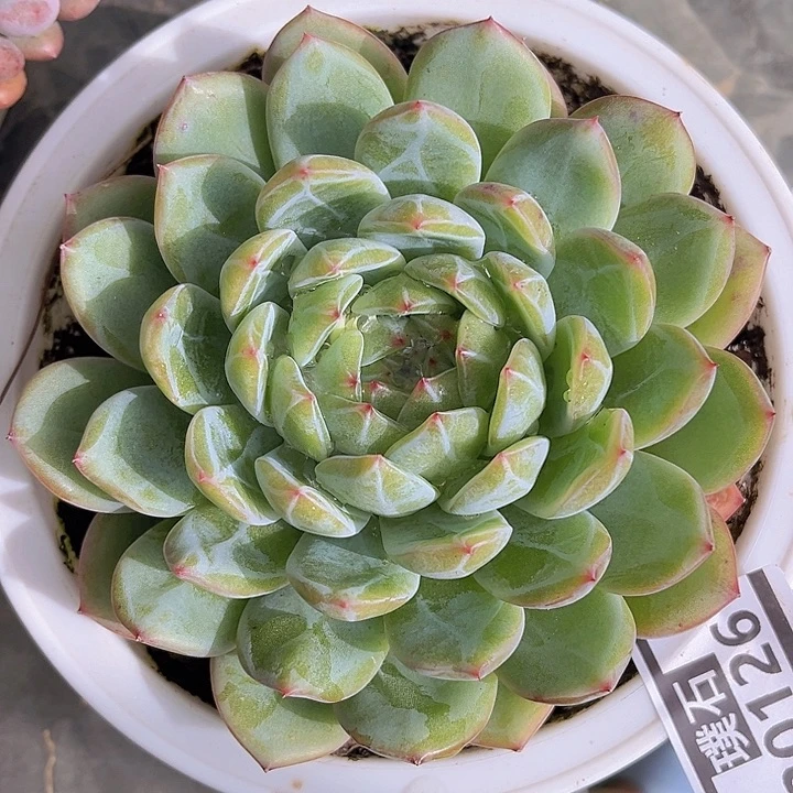 雪花珍妮3016多肉植物