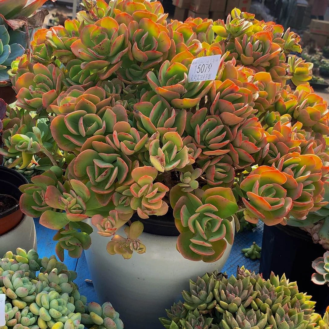 钟***国火焰玫瑰15079多肉多肉