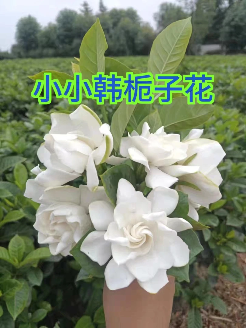 浓香现摘现发大叶栀子花鲜切花