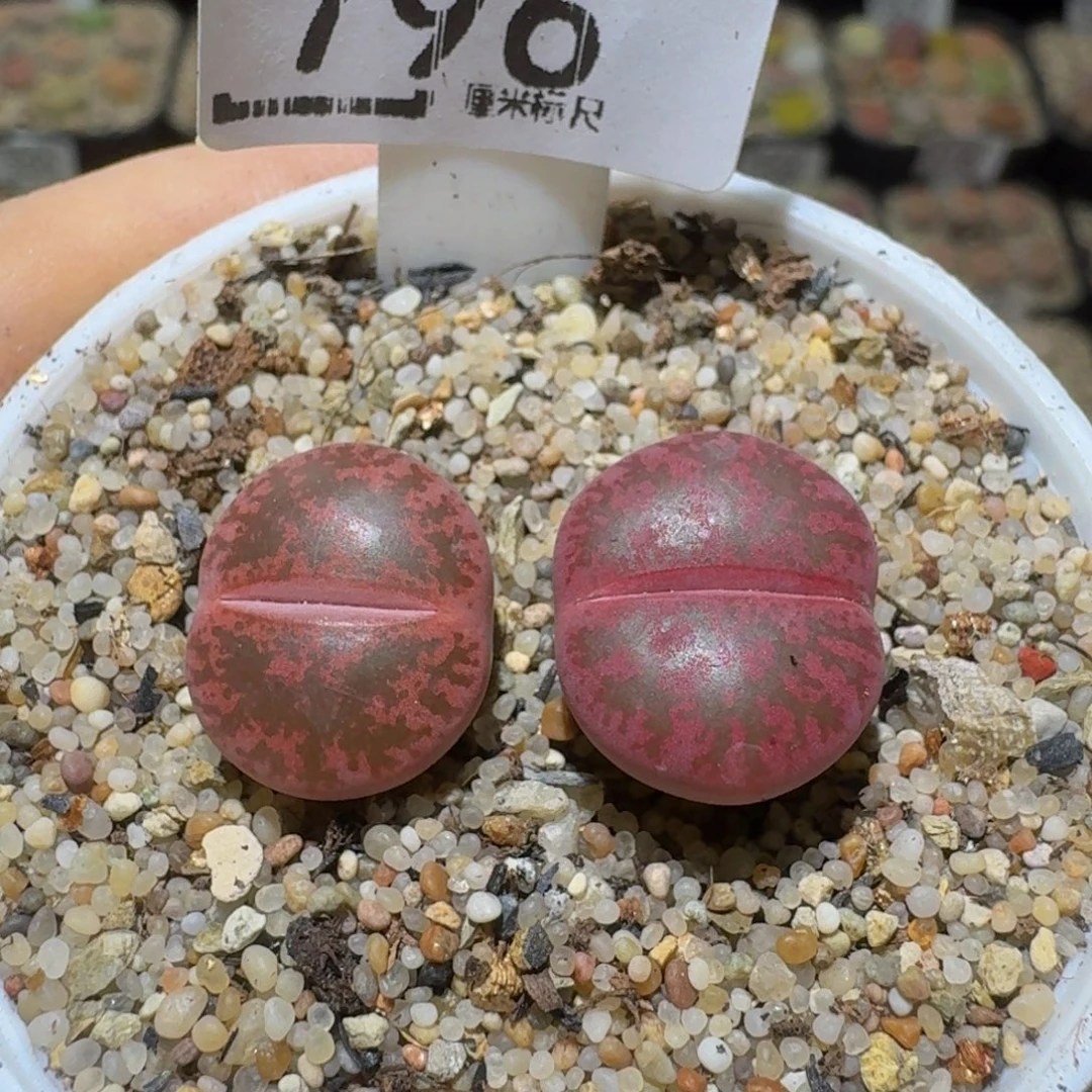 Ssss精品生石花796