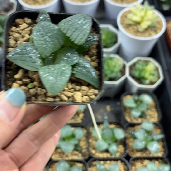 换盘天空之镜多肉植物