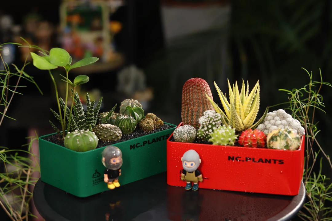 【NC.PLANTS 糖果盒×绿野仙踪】奇遇系列 | 创意设计 | 成品