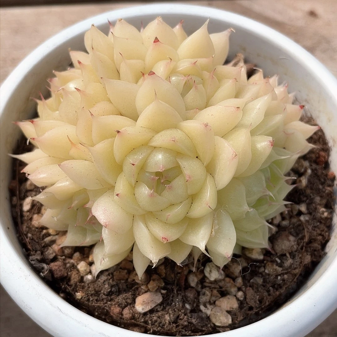爱****蚁优选麦秆精品879