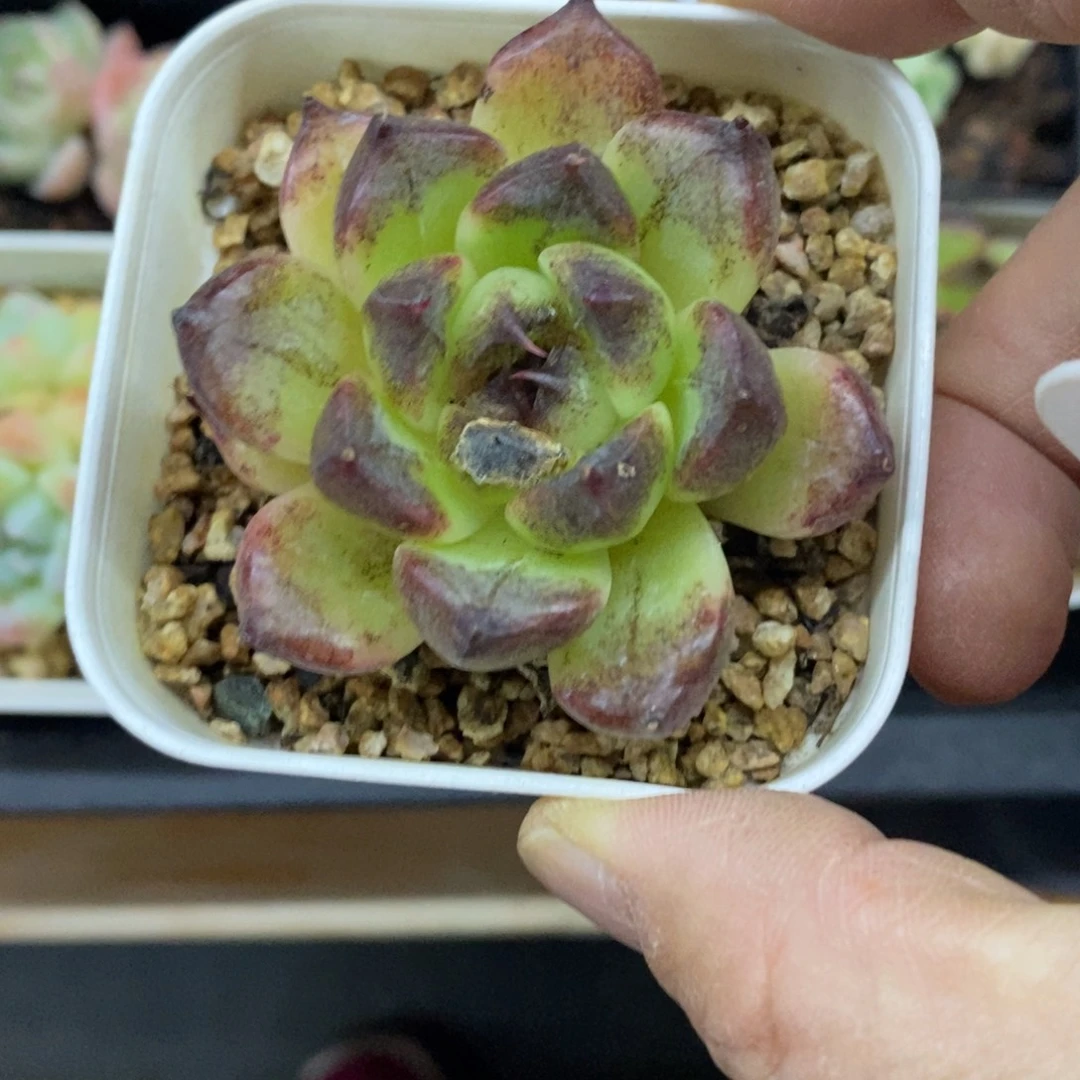 精品多肉一物一拍不包整91