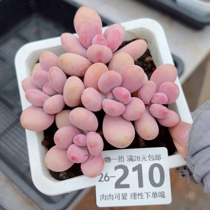 桃蛋无盆土发货多肉