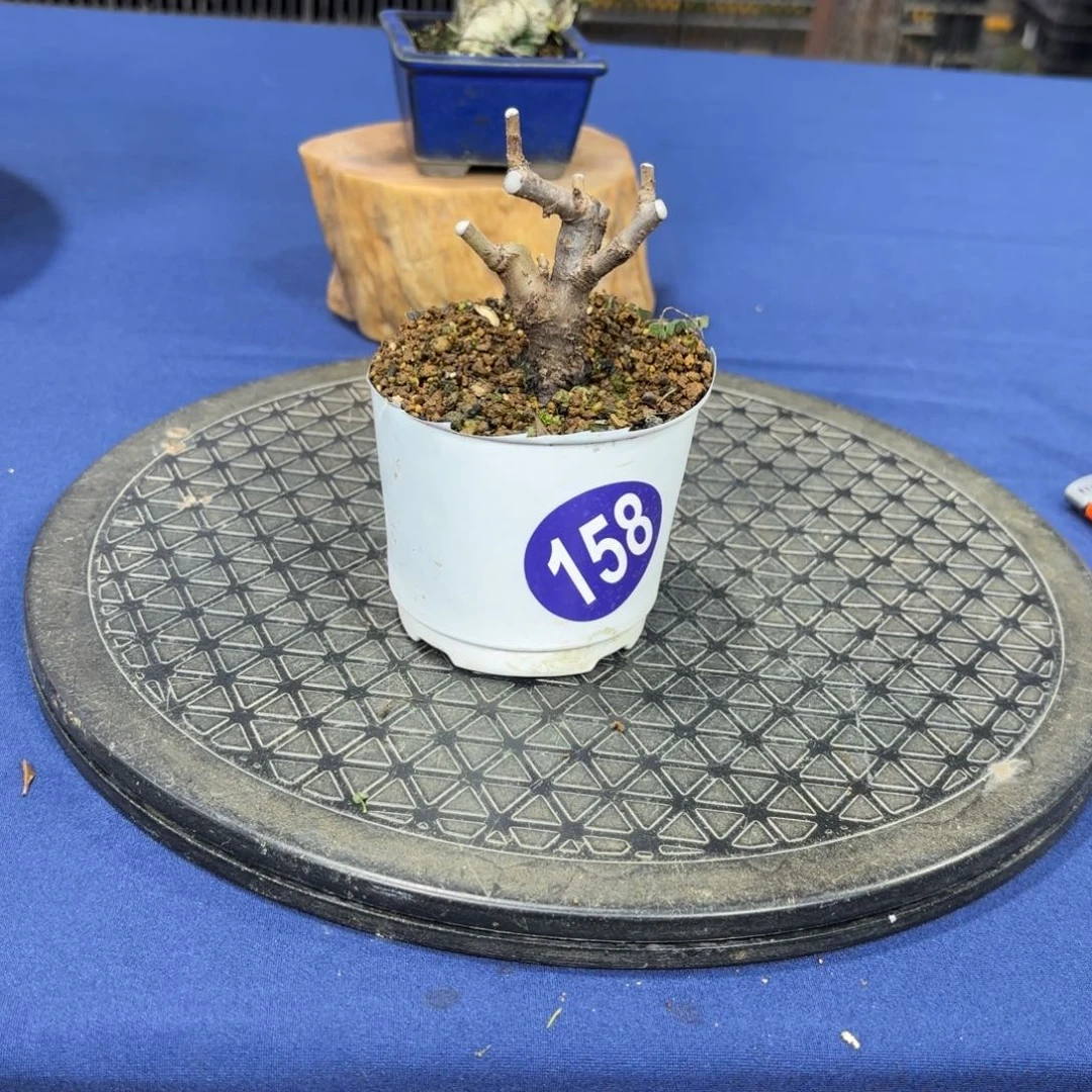 *‍*大棚转让158号包邮