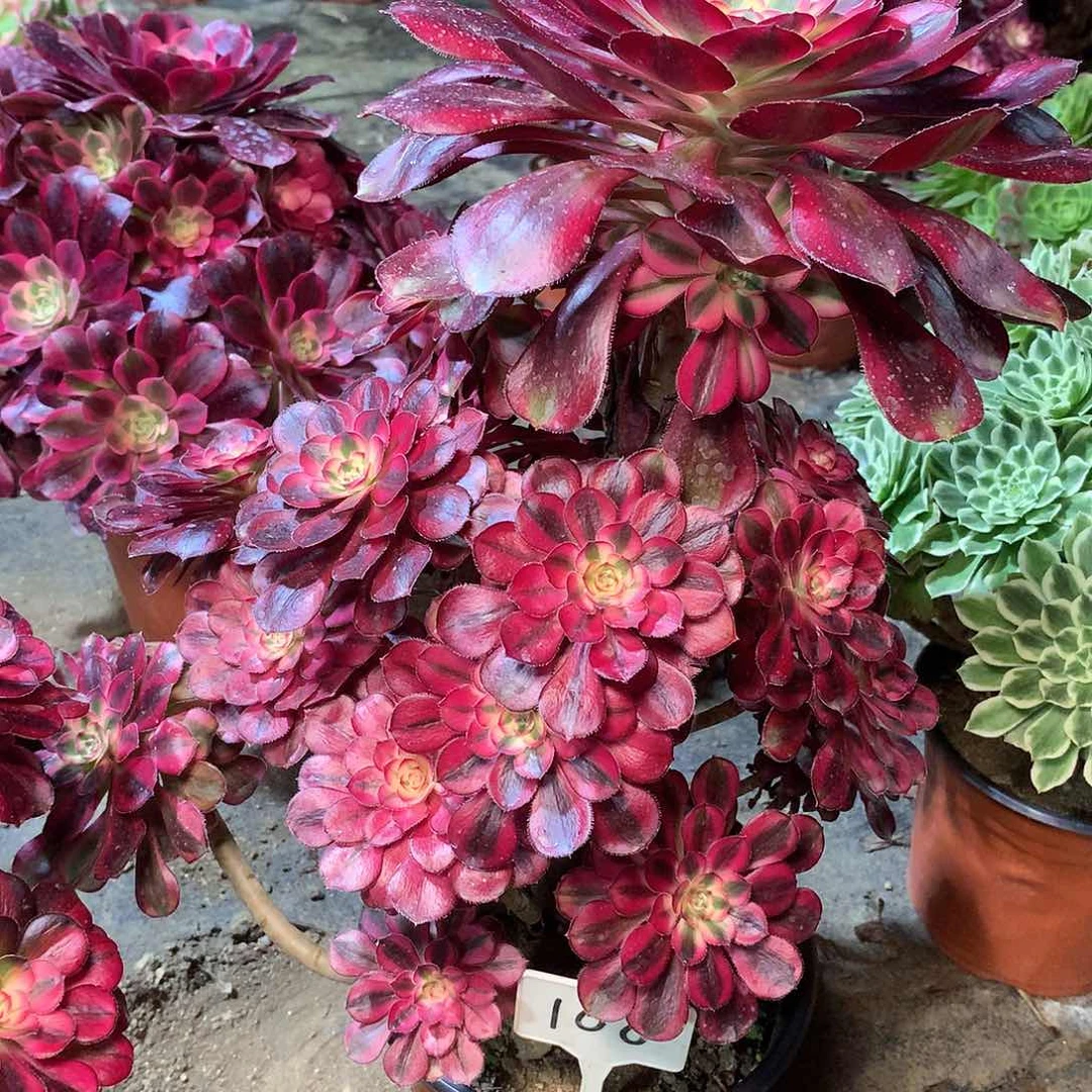 蔯*生108多肉00000000000000000