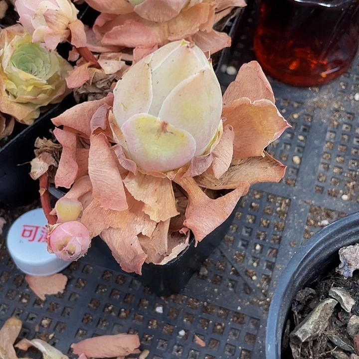 粉色鸡蛋玫瑰带哦土发