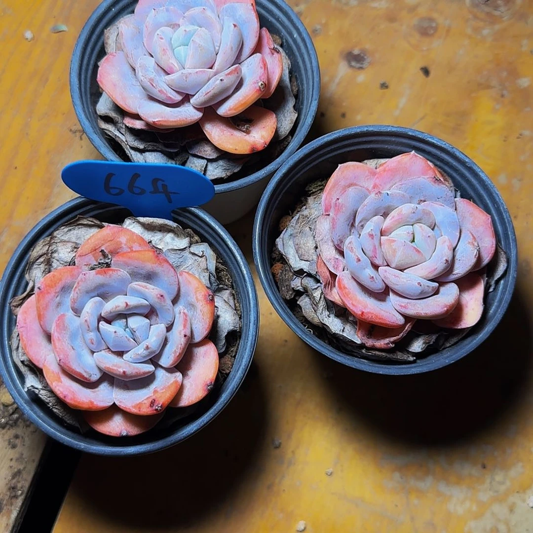 半**年奶茶三颗664号一物一拍