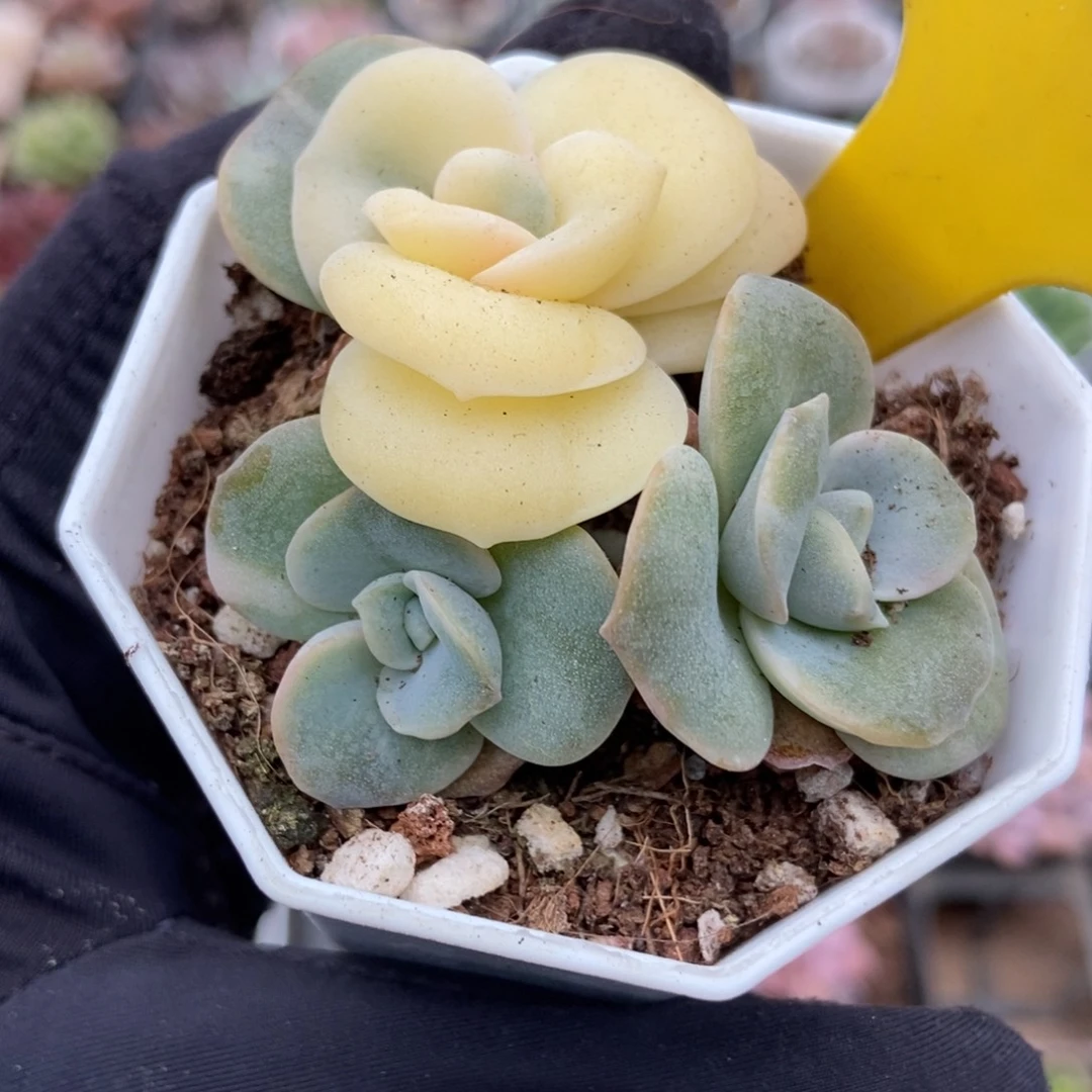 821可爱玫瑰锦多肉植物