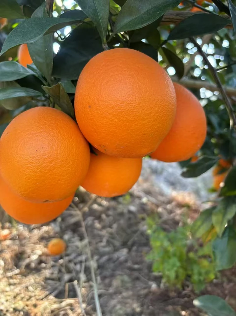 正宗赣南脐橙生态新鲜水果赣州产地直发3/5/10/20斤橙子10斤