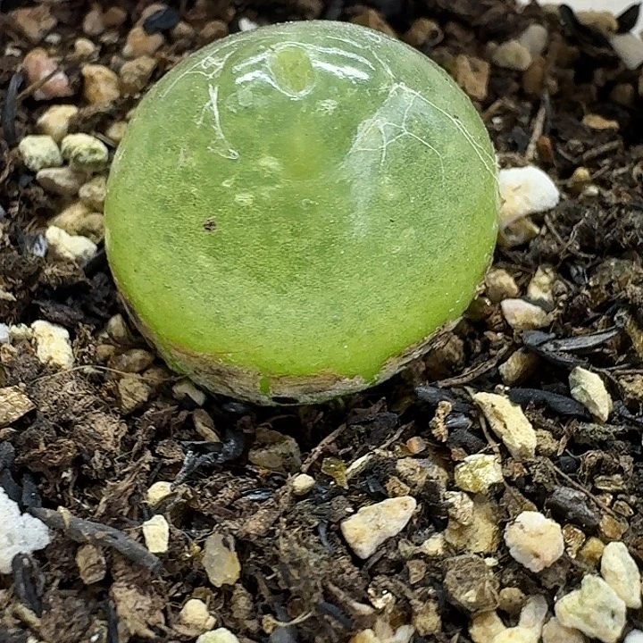 老马生石花2.2灯泡2505