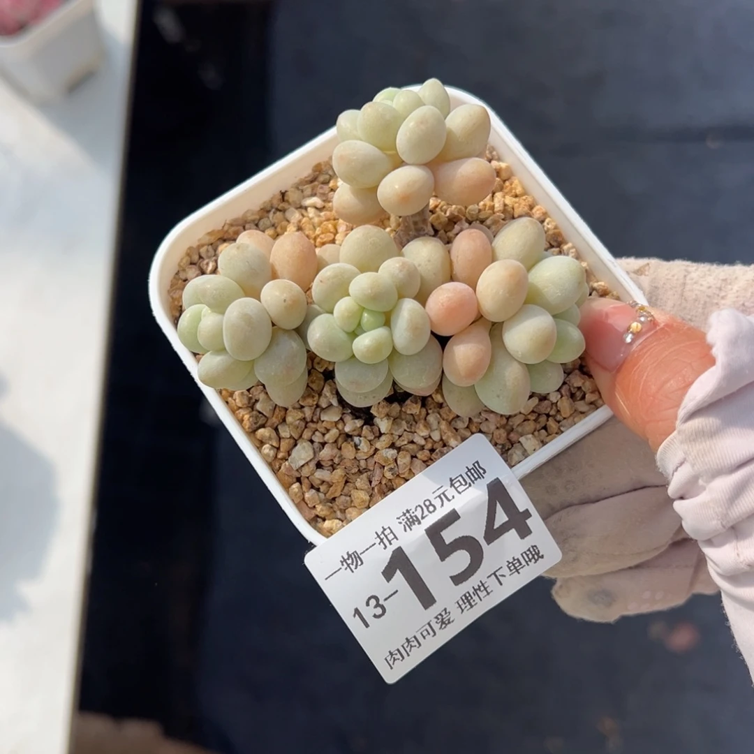 珍妮手指多肉多肉多肉