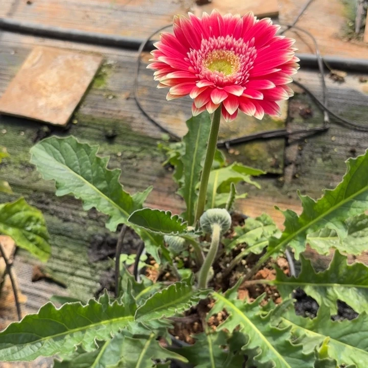 原盆原土1加仑非洲菊莫雷利亚