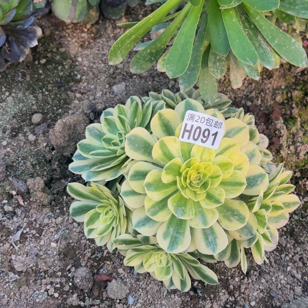 91多肉植物捧花的时候