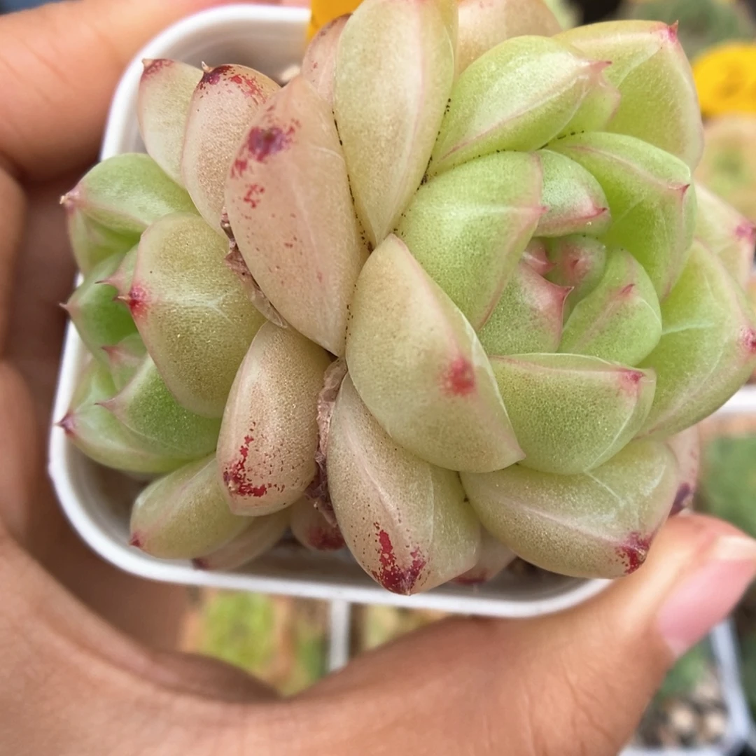 珍妮麦秆388号。