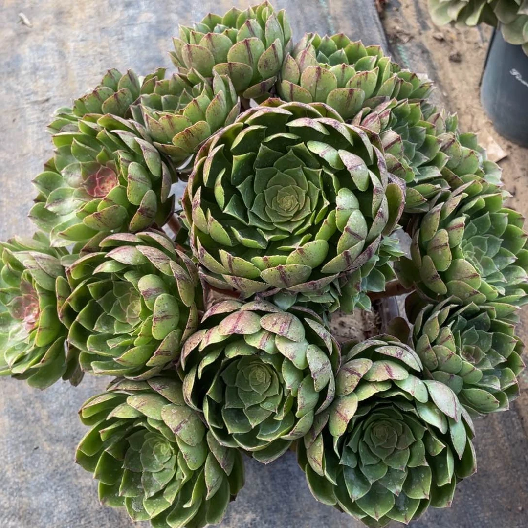 740糖心欧若拉精品法师多肉