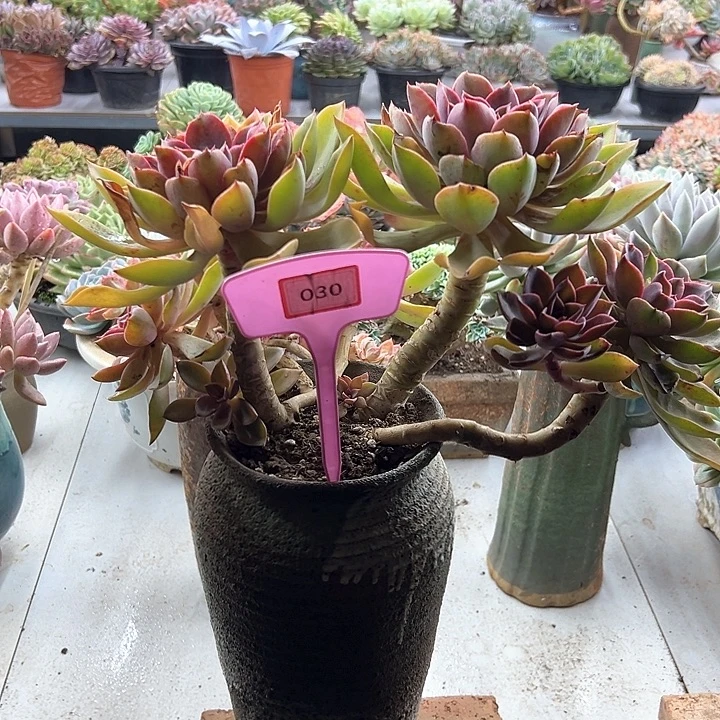 时***爱琼斯多肉植物保护030