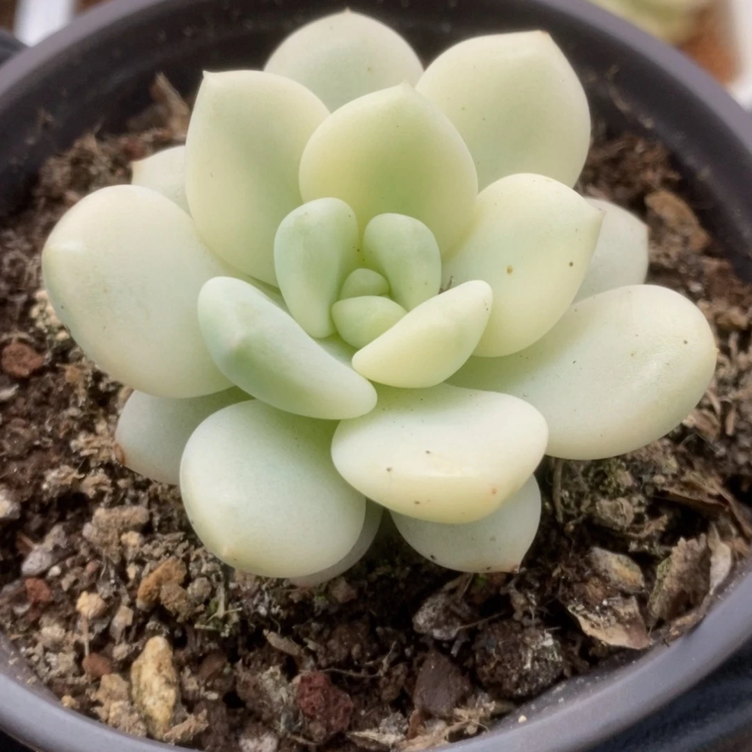 686新香水锦锦锦锦锦锦锦