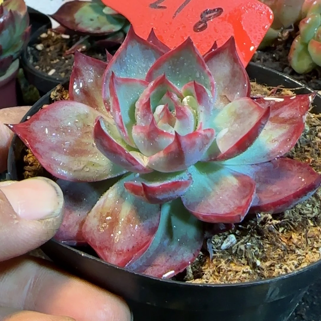 惊鸿一物一拍包装收缩花旱218