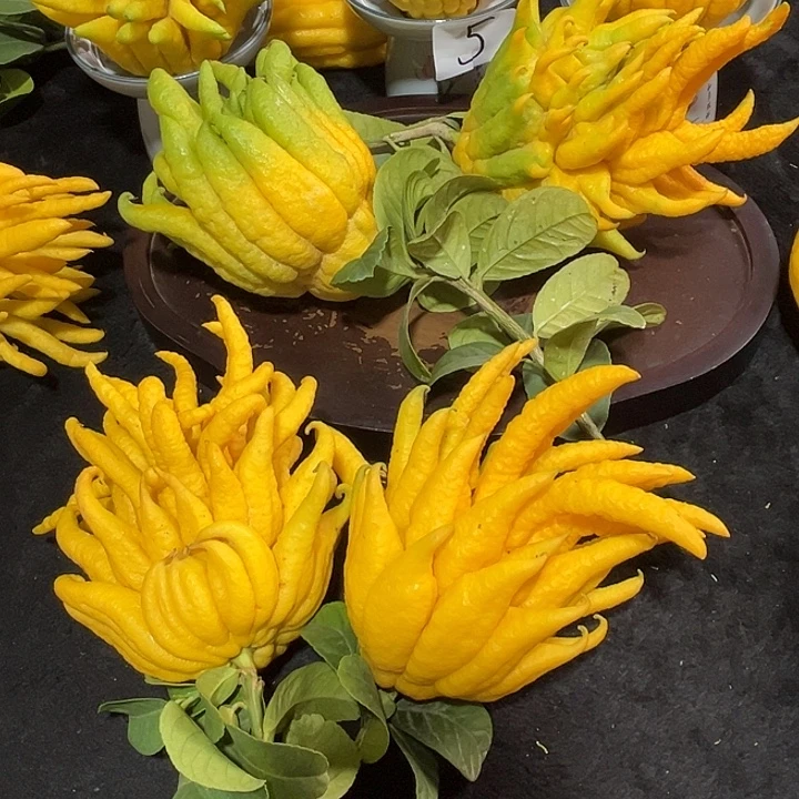 s***1完全开放九九九九佛手