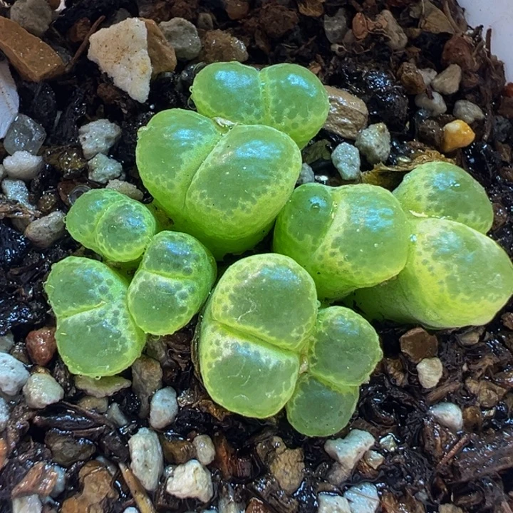 015多肉植物种类多样