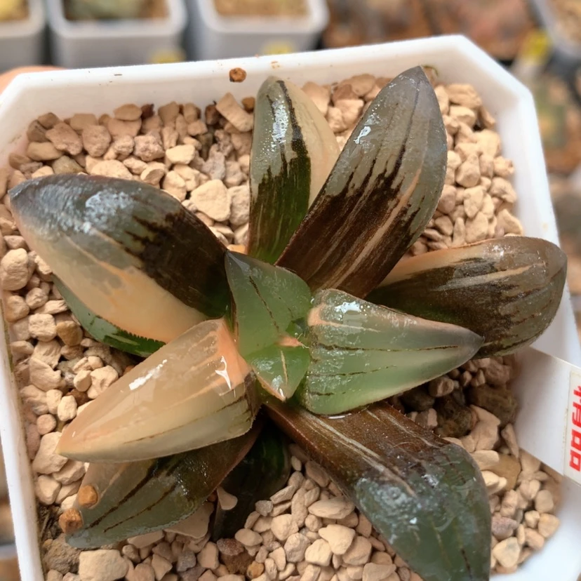 【闪购商品】195红纹