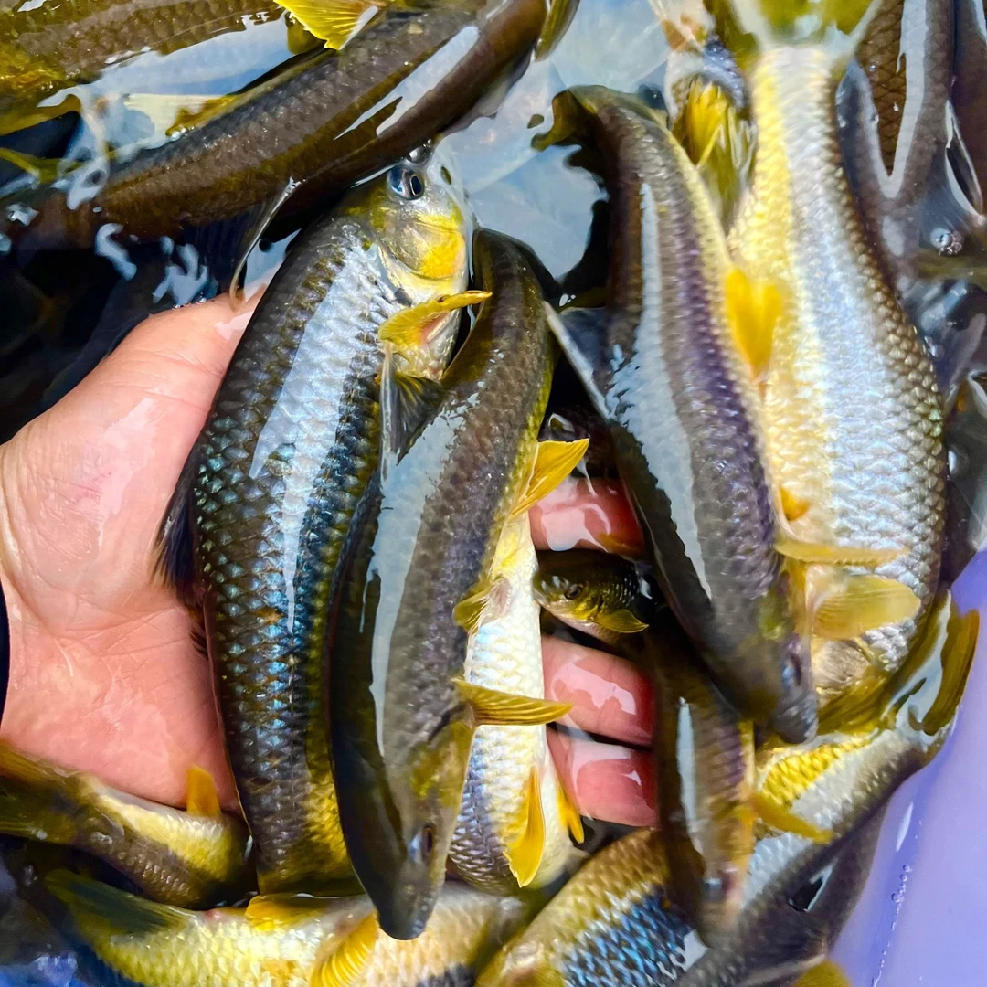 鲜活溪流溪石斑包邮包活到家