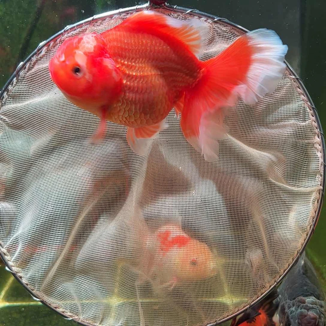 金鱼百褶泰师亚成：红的