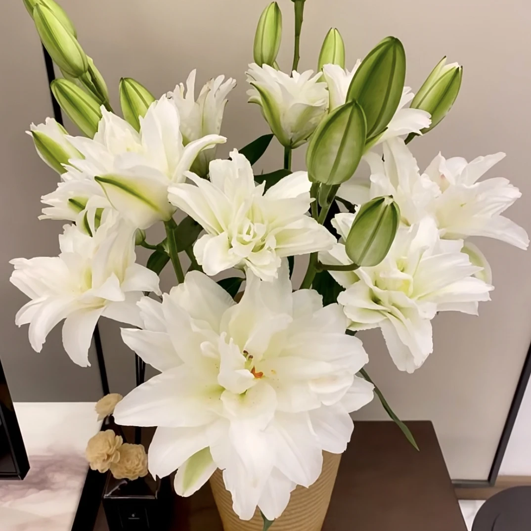 重瓣香水百合花期久