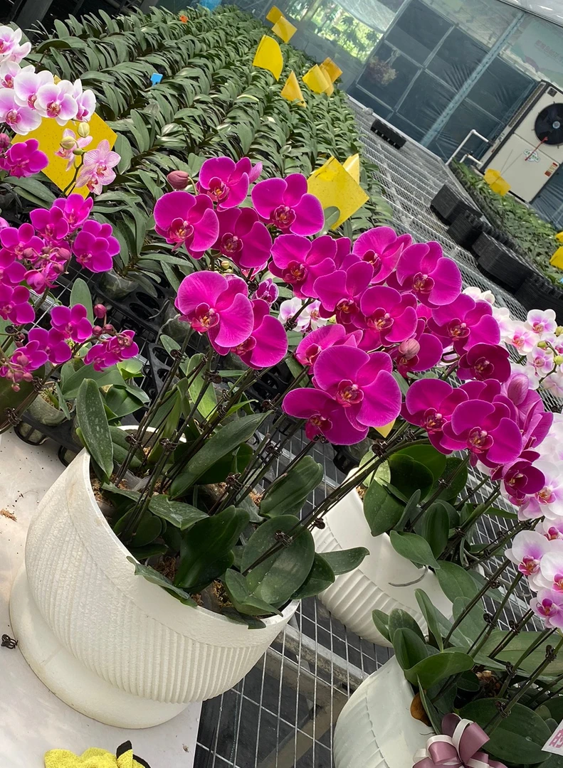 单花剑（大辣椒）3.0寸杯蝴蝶兰花苗