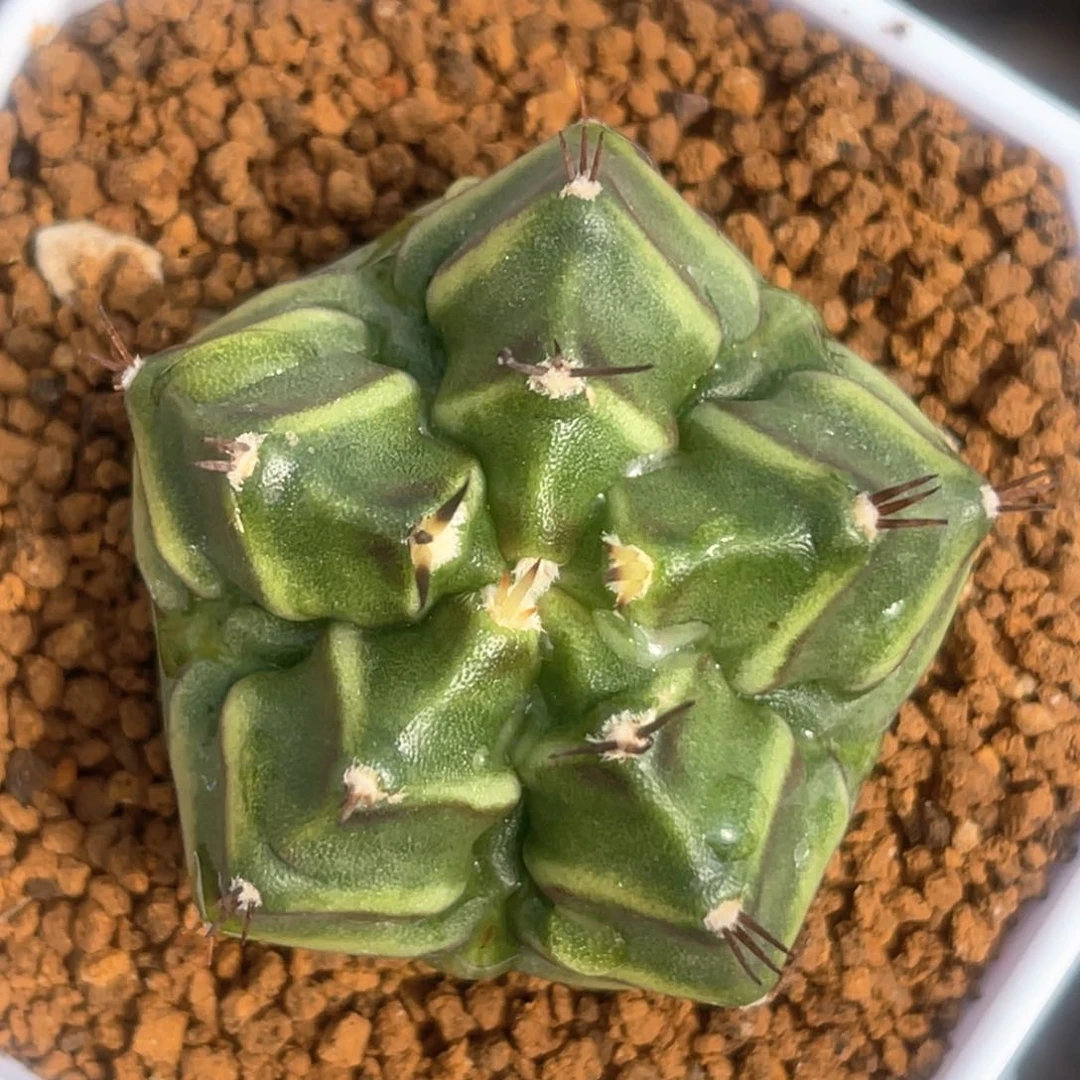 实生五棱米哈哈哈哈哈哈