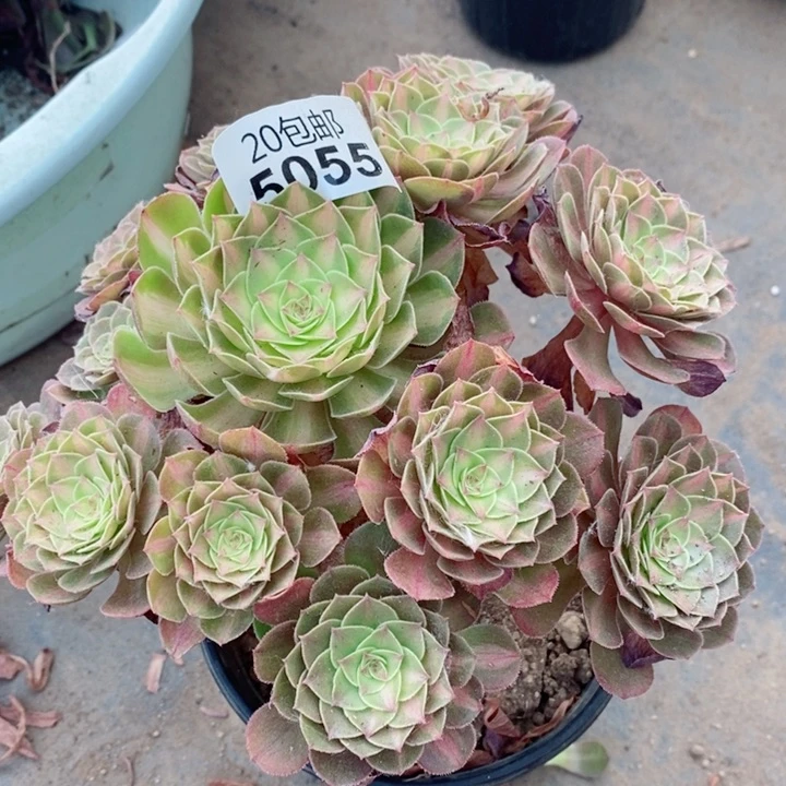 5055荔枝多肉植物