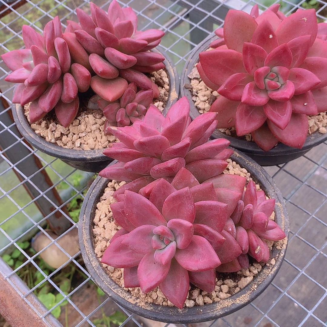 双头带崽赫菲斯托356788990000