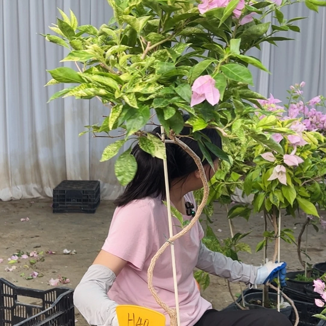 雪***莲大部分花苞少量开放H40喷点新粉