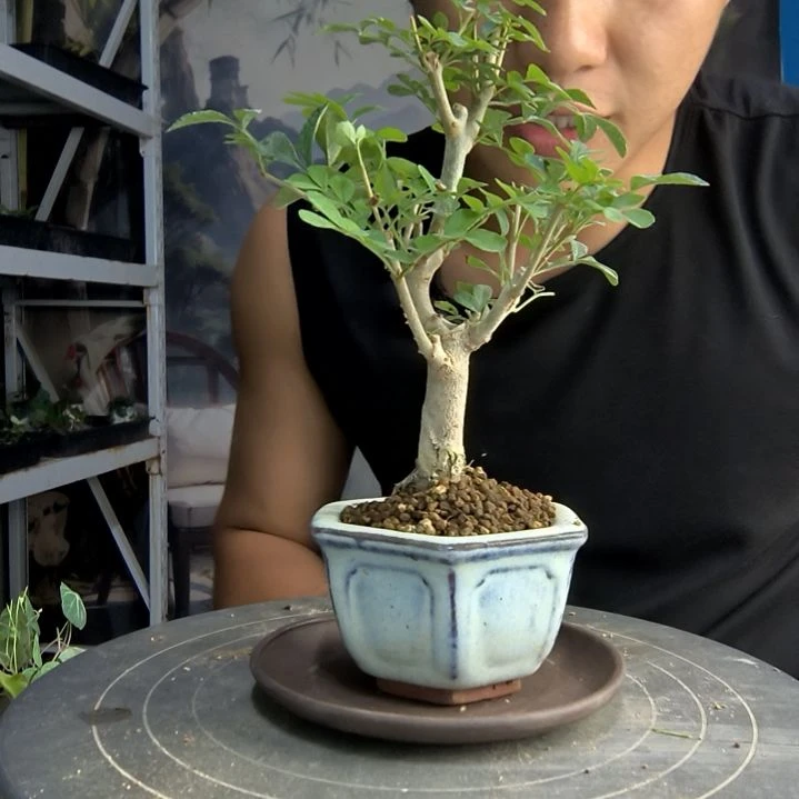 君*?中青园艺一物一拍153