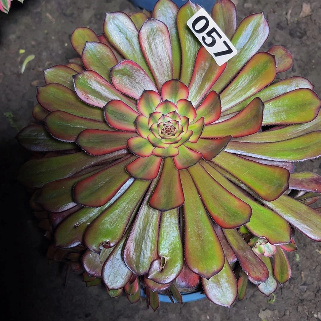 法师法师15-20包邮法师