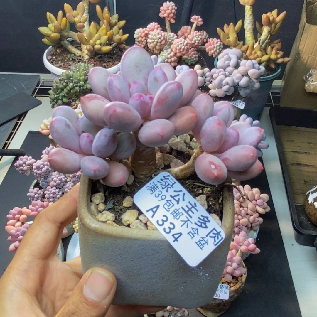 334仙子奶多肉7cm