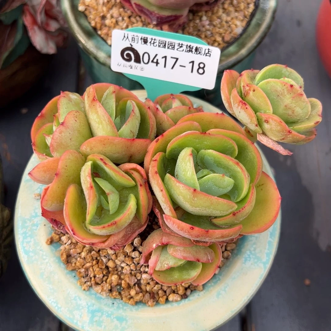 从前慢多肉精选编号0417.18