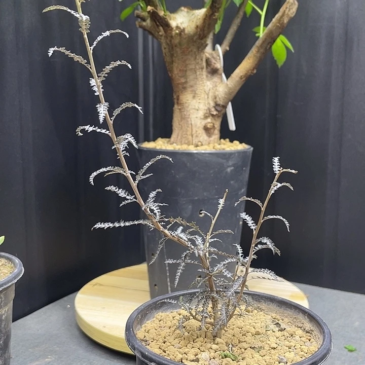 索科特拉乳香111111111111111