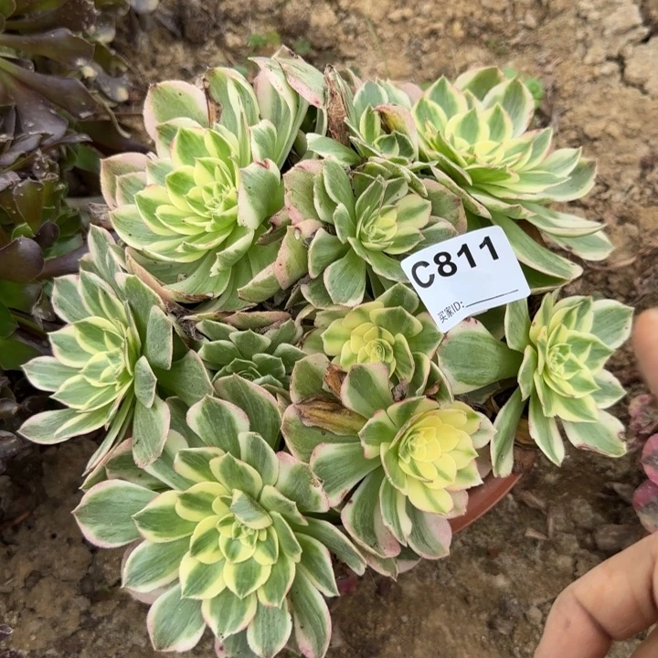 811海王卖砍头苗处理